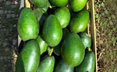 Alanya’da avokado ticaretinde yeni dönem: Artık adetle değil kiloyla satılacak