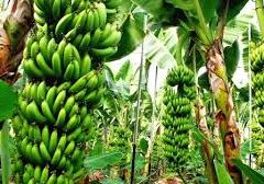 Muz Seraları Yeraltı Sularını Kurutuyor