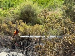 Alanya’da Yangında yaklaşık 1 dönüm alan zarar gördü.