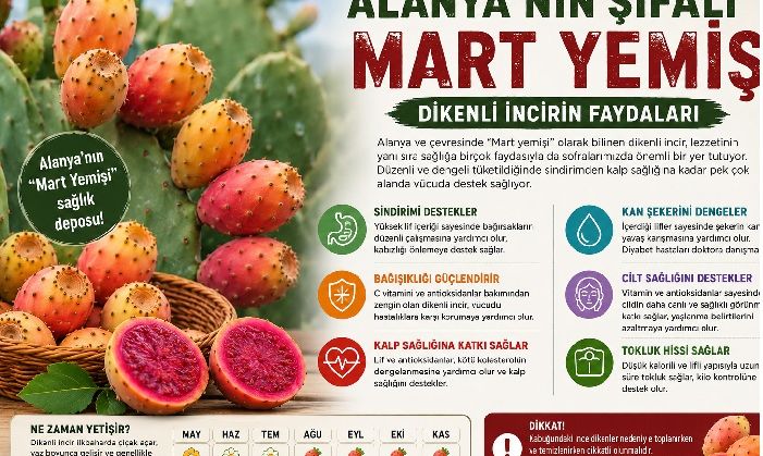 Alanya’nın “Mart Yemişi” Sağlık Deposu Çıktı! İşte Dikenli İncirin Bilinmeyen Faydaları